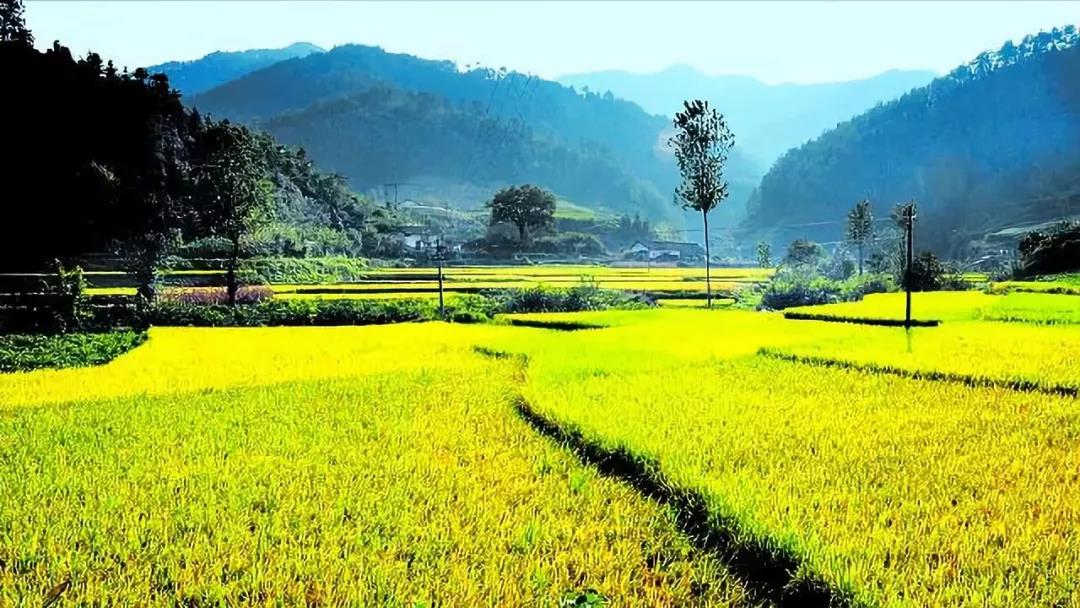 【農(nóng)業(yè)雜談】如何選擇農(nóng)業(yè)投資？投什么？