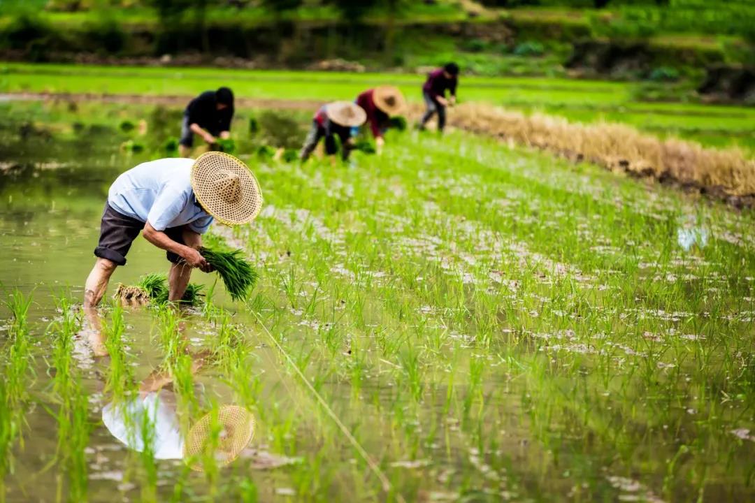 【農(nóng)業(yè)政策解讀】2021年農(nóng)業(yè)農(nóng)村部重點(diǎn)扶持這28個(gè)項(xiàng)目！